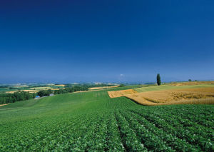 土地質量 土地質量