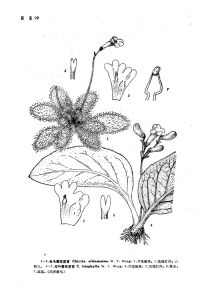 長毛唇柱苣苔 長毛唇柱苣苔
