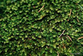 曲尾蘚科 曲尾蘚科