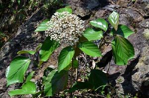 日本莢蒾 日本莢蒾