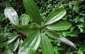 勐臘新木姜子 勐臘新木姜子