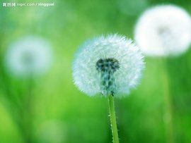 陽生植物 陽生植物