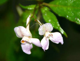 纖裊鳳仙花 纖裊鳳仙花