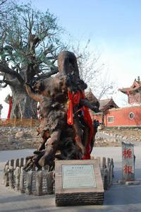 千年槐根 千年槐根