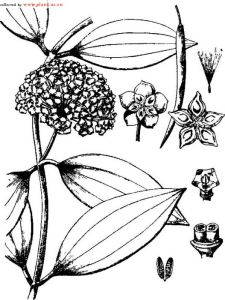 狹葉鐵草鞋（變種）