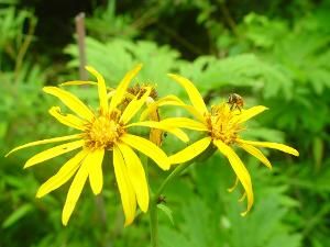 裂舌橐吾 裂舌橐吾