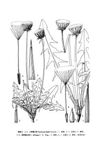 大角蒲公英組 大角蒲公英組