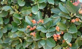 大葉黃楊白粉病 大葉黃楊白粉病