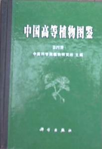 高等植物 高等植物