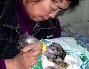 （圖）黔金絲猴