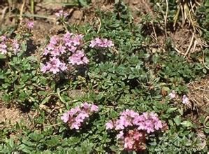 擬進里香 擬進里香