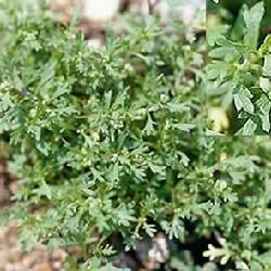 單葉臭薺 單葉臭薺