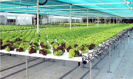 水稻水面無土栽培 水稻水面無土栽培