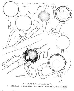 昆明腐霉 昆明腐霉