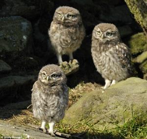 繼續努力啊，我們還很餓呢：飢腸轆轆的幼鳥盼著母親早點回來。
