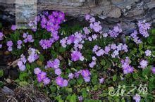 毛葉鄂報春 毛葉鄂報春