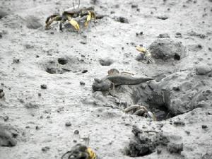 麗虹玉招潮蟹 麗虹玉招潮蟹