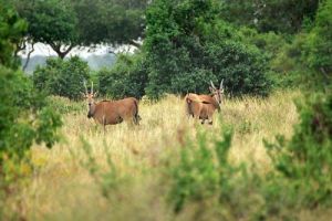 薩阿達尼國家公園 薩阿達尼國家公園