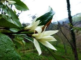 醉香含笑 醉香含笑