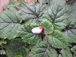 橫蒴苣苔 橫蒴苣苔