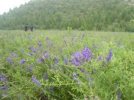 黃芩栽培技術 黃芩栽培技術