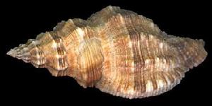 粗肋結螺 粗肋結螺