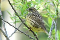 灰頭鵐指名亞種