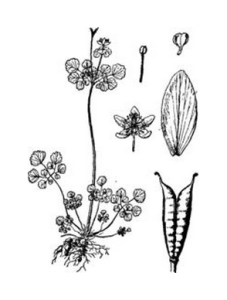 小花人字果 小花人字果