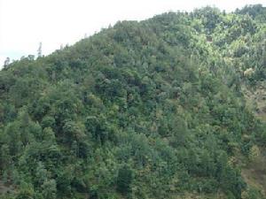 中甲村生態山林