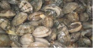 射帶鏡蛤 射帶鏡蛤