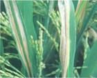 水稻白枯病