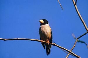 黑頦織雀 黑頦織雀