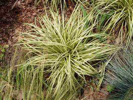 金心苔草 金心苔草