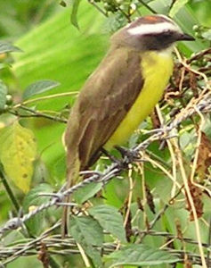 黃眉蚊霸鶲 黃眉蚊霸鶲