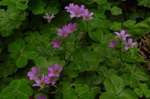 乾膜鱗片 乾膜鱗片