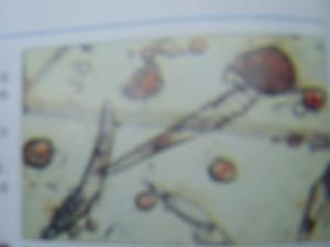 犬瘟熱（CANINE DISTEMPER CD）