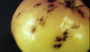 蘋果黑斑病 蘋果黑斑病