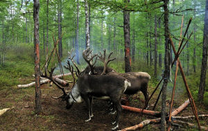 使鹿部落 使鹿部落