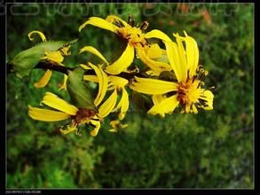 棉毛橐吾 棉毛橐吾