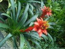 鳳梨花形態圖片