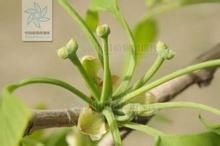 無心銀杏 無心銀杏