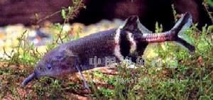 長須錐頜象鼻魚