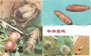 西部松大小蠹相關害蟲