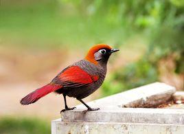 赤尾噪鶥 赤尾噪鶥