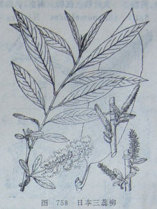 日本三蕊柳 日本三蕊柳