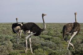 鴕鳥[鴕鳥科鴕鳥屬鳥類動物]