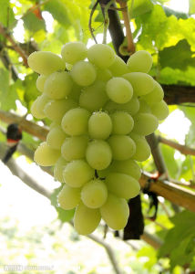 宣化葡萄 宣化葡萄