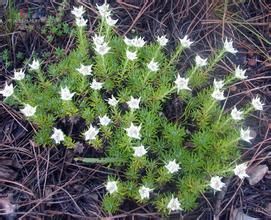 鑽葉火絨草 鑽葉火絨草