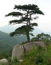 蟹龍崗天然盆景