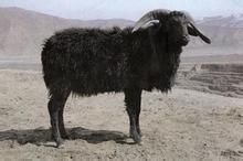 黑紫羔羊 黑紫羔羊